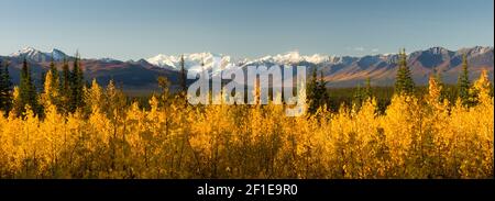 Jaune flamboyant automne couleur d'automne Denali Mountain Range Banque D'Images