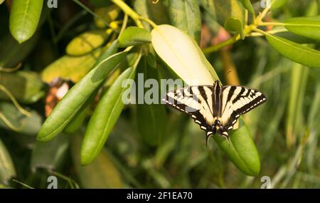 Feuille de plantes de jardin au repos à l'insecte papillon Banque D'Images