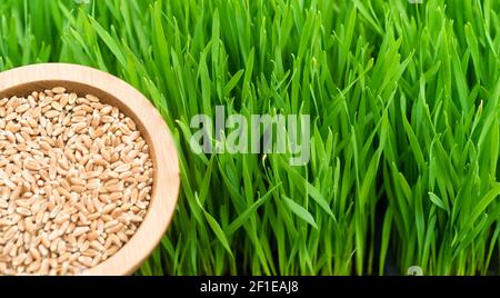 Microgreens croissance panoramique Wheatgrass Blades Bowl baies de blé rouge Banque D'Images