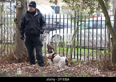 Londres, Royaume-Uni, 8 mars 2021 : des chiens de chasse de la police recherchent des preuves relatives à la disparition de Sarah Everard, vue pour la dernière fois sur Poynders Road, Clapham, partie de la circulaire sud A205. Agnes Riley Gardens est sur Poynders Road et a également été fouillé par des chiens de police. Anna Watson/Alay Live News Banque D'Images