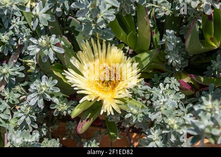 Fleur de Carpobrotus chilensis ou de Carpobrotus edulis. Fleurs de figues de mer en fleur et feuillage vert succulent. L'usine de glace est rampée au sol, mat-fo Banque D'Images