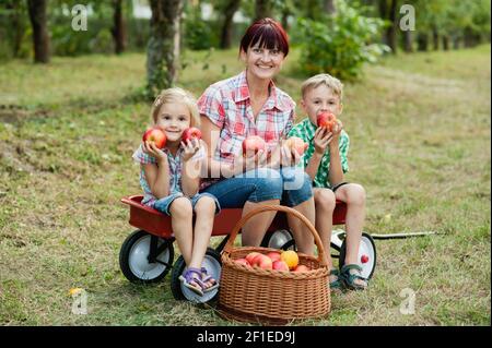 Cueillette familiale de pommes à la ferme en automne. Enfants avec mère jouant dans le verger d'arbre. Une petite fille et un garçon mignons mangeant des fruits rouges délicieux. Société de récolte Banque D'Images