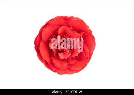 Fleur complète fleur de camellia rouge isolée sur fond blanc. Camellia japonica Banque D'Images