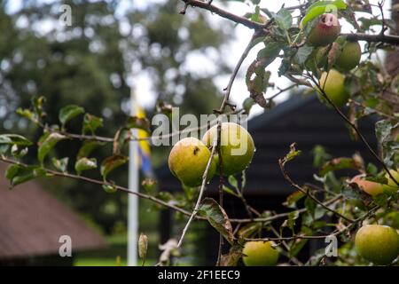 Gros plan de gouttes de pluie sur une pomme sur un arbre photographié à Giethoorn une ville dans la province d'Overijssel, pays-Bas il est situé dans la municipalité Banque D'Images