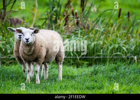 Une paire de moutons photographiée à Giethoorn une ville de la province d'Overijssel, pays-Bas il est situé dans la municipalité de Steenwijkerland, abou Banque D'Images