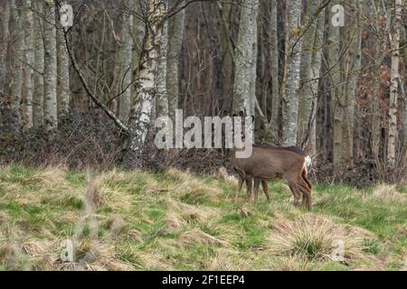 Une paire de chevreuils (royaume-uni) devant des bouleaux argentés. Banque D'Images