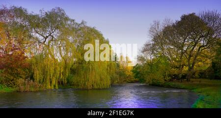 Des wellows pleureurs pendent au-dessus de la rivière Wye en automne à Ashford dans l'eau, Derbyshire, Banque D'Images