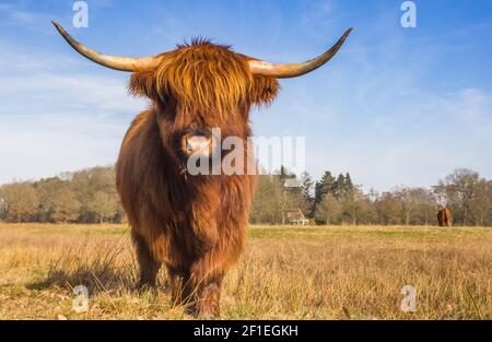 Vache Scottish highlander dans la réserve naturelle de Hondstongen à Drenthe, pays-Bas Banque D'Images