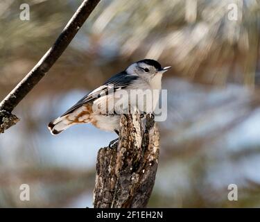 Vue en gros plan de Nuthatch à poitrine blanche perchée sur une souche d'arbre avec un arrière-plan flou dans son environnement et son habitat. Image Nuthatch. Image. Banque D'Images