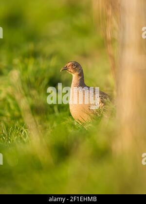 Poule de Pheasant commun, Pheasant à col annulaire, Phasianus colchicus Banque D'Images