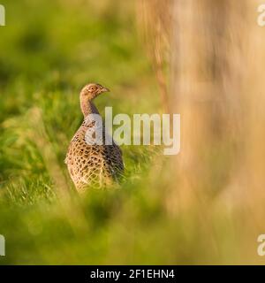 Poule de Pheasant commun, Pheasant à col annulaire, Phasianus colchicus Banque D'Images