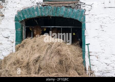 Vaches brunes dans une ancienne grange se nourrissant de foin Banque D'Images