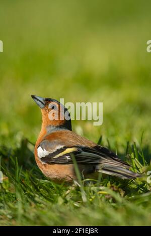 Chaffinch (Fringilla coelebs) mâle dans le jardin de pelouse, Somerset, Royaume-Uni, mai 2017. Banque D'Images