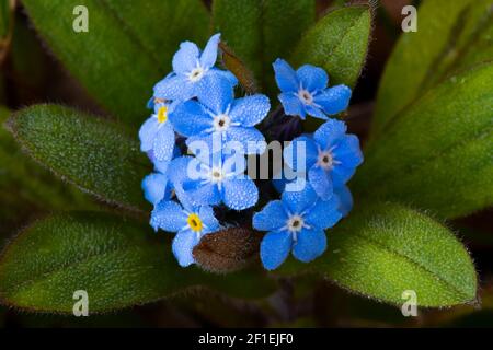 Forget-me-not (Myosotis sp.) grappe de fleurs, en croissance dans le jardin, Somerset, Royaume-Uni, mai 2020. Banque D'Images