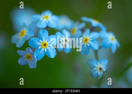 Forget-me-not (Myosotis sp.) grappe de fleurs, en croissance dans le jardin, Somerset, Royaume-Uni, mai 2020. Banque D'Images