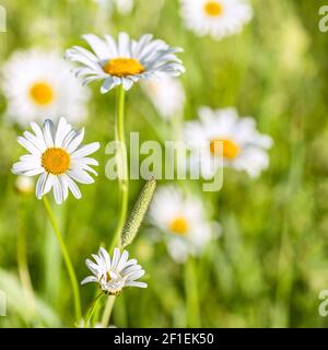 Marguerites blanches avec milieu jaune sur le terrain par une journée ensoleillée. Photo de la nature hors de la ville en été, gros plan, mise au point sélective Banque D'Images