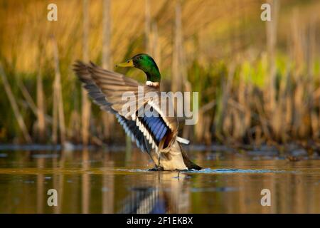 Mallard mâle drake (Anas platyrhynchos), ailes de flopping sur l'étang de jardin, Somerset, Royaume-Uni, avril 2020. Banque D'Images