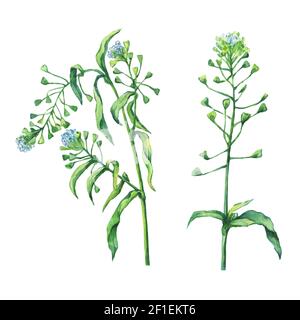 Porte-monnaie de Shepherd (Capsella bursa-pastoris), plante à fleurs blanches. Aquarelle dessinée à la main sur fond blanc. Banque D'Images