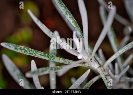 Fleurs et plantes gros plan Macro Banque D'Images