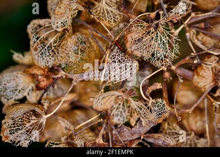 Fleurs et plantes gros plan Macro Banque D'Images