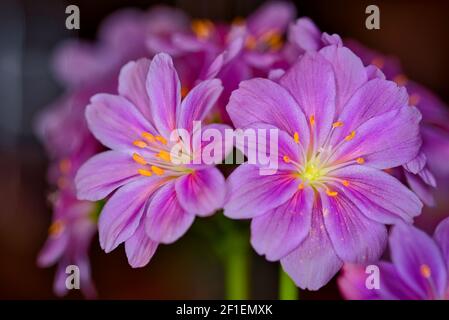 Fleurs et plantes gros plan Macro Banque D'Images