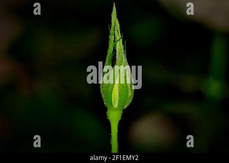 Fleurs et plantes gros plan Macro Banque D'Images