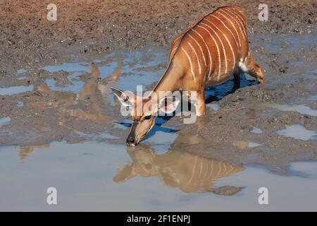 Nyala (Tragelaphus angasii), réserve de gibier Mkuze, KwaZulu-Natal, Afrique du Sud Banque D'Images