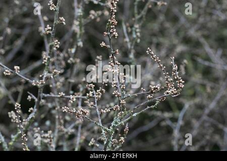 Haie de Blackthorn (sloe) (Prunus spinosa) au début du mois de mars, avec des bourgeons fleuris sur le point d'éclater en fleur (Royaume-Uni) Banque D'Images