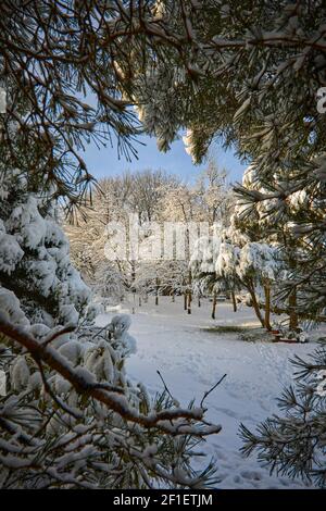 Entouré de branches de pin Scots couvertes de neige, le soleil de la fin de l'après-midi ramasse la petite neige qui maintient la forêt à 900 pieds. Banque D'Images