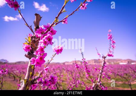 Blossoming Peach Tree in spring Banque D'Images