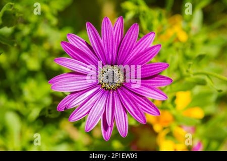 Fleur pourpre de Cape marguerite Banque D'Images