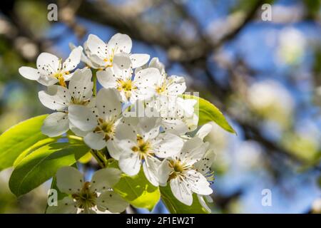 Fleur de printemps, Poirier Pyrus Communis nom scientifique Banque D'Images