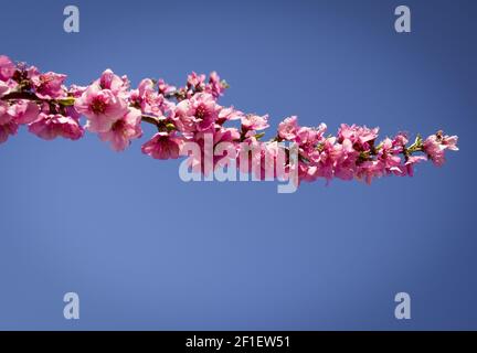 Blossoming Peach Tree in spring Banque D'Images