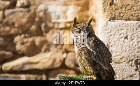 Grand hibou à cornes - chouette de Virginie Banque D'Images