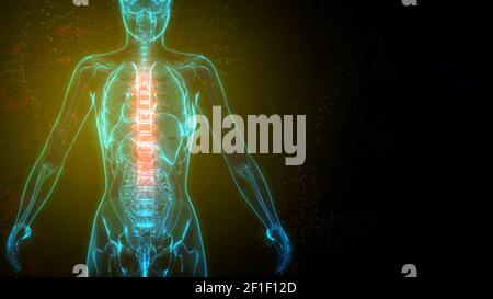 Thoracique, partie centrale de la chine sur le corps humain à rayons X, illustration 3d de soins de santé Banque D'Images