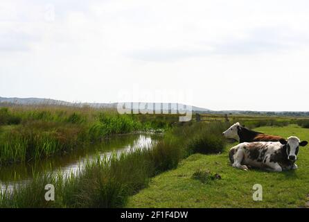 vaches se détendant dans un beau pré avec une rivière et collines en arrière-plan Banque D'Images
