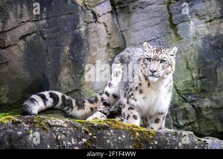 Le léopard des neiges mâle adulte, panthera uncia, se dresse sur une corniche rocheuse. Banque D'Images