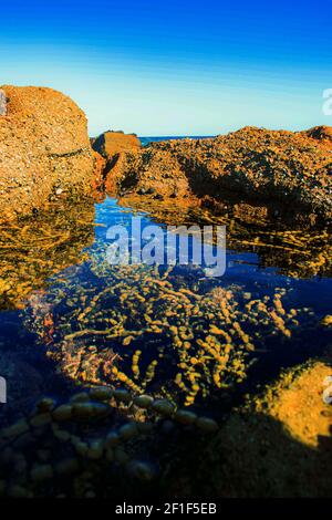Une photo verticale d'un bord de mer rocheux avec des eaux bleues recouvert de mousse Banque D'Images