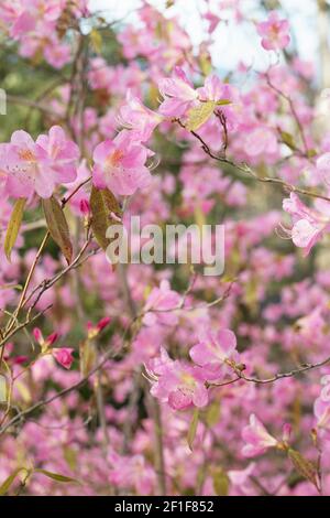 Rhododendron 'Airy Fairy'. Banque D'Images