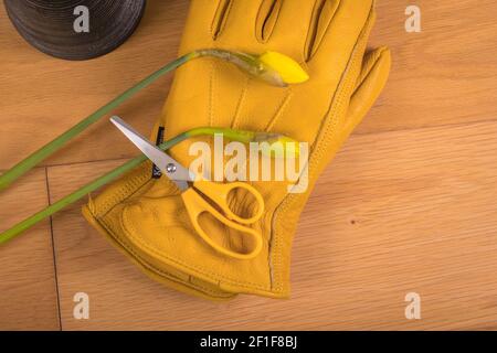 Daffodil, gants de jardinage en cuir jaune et paire de ciseaux à manche jaune. Banque D'Images