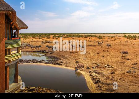 Touristes observant la faune dans le parc national d'Etosha, Namibie Banque D'Images