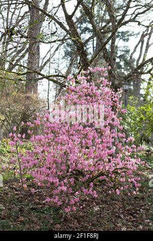 Rhododendron 'Airy Fairy'. Banque D'Images