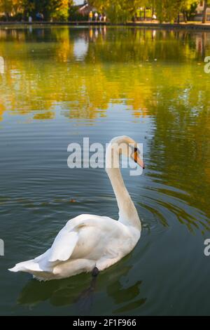 Cygne blanc sur l'eau Banque D'Images