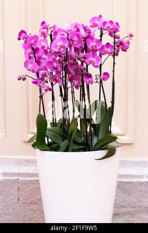 Groupe d'orchidées roses dans un pot blanc sur fond clair, adapté à une utilisation comme maquette. Format vertical Banque D'Images