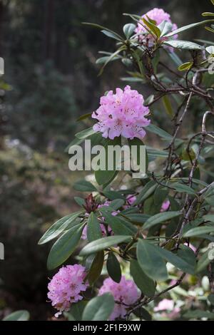 Rhododendron 'Christmas Cheer'. Banque D'Images
