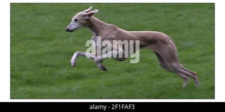 Photocall pour le lancement national du plus grand salon canin sur Terre - CRUFTS se tiendra au NEC Birmingham du 4 au 7 mars. Azawakh, CHIEN de race originaire d'Afrique, élevé pour la vitesse et la puissance de séjour dans un climat chaud intondement, propriété de M Goodman de LeominsterPic David Sandison 24/2/2004 Banque D'Images