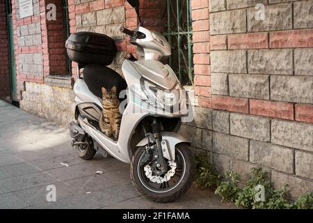 Un chat de rue turc se trouve gravement sur une moto garée près de la clôture. Turquie , Istanbul - 21.07.2020 Banque D'Images