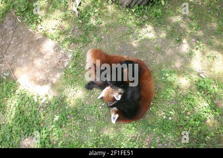 Pundas rouges (Ailurus fulgens) jouer un jour d'été chaud dans leur enceinte dans un zoo Banque D'Images