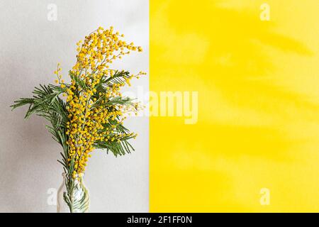 Un bouquet de fleurs mimosa dans un vase en verre sur fond gris clair. Composition de ressort avec des ombres intéressantes, espace de copie. Banque D'Images