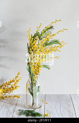 Un bouquet de fleurs mimosa dans un vase en verre sur fond gris clair. Composition de ressort avec des ombres intéressantes, espace de copie. Banque D'Images